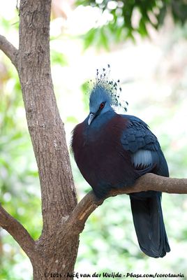 Victoria Crowned PigeonGoura victoria ssp.
