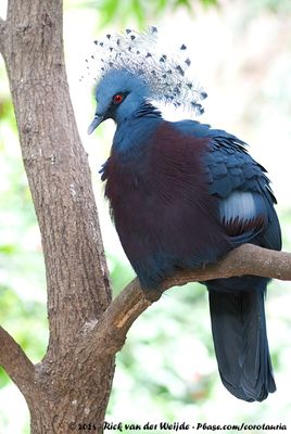 Victoria Crowned PigeonGoura victoria ssp.