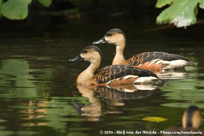 Wandering Whistling DuckDendrocygna arcuata ssp.