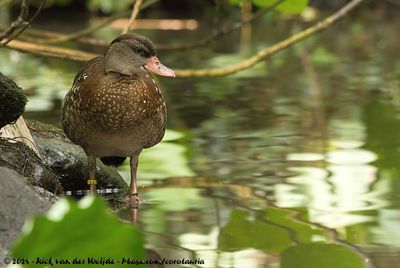 Spotted Whistling DuckDendrocygna guttata