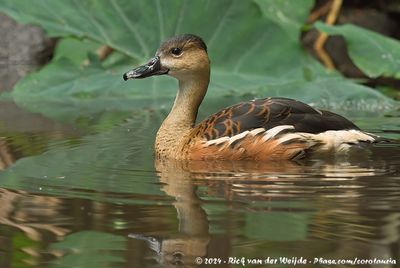 Wandering Whistling DuckDendrocygna arcuata ssp.