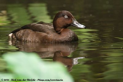 HardheadAythya australis