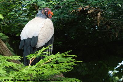 King VultureSarcoramphus papa