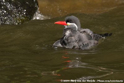 Inca TernLarosterna inca
