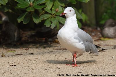 Grey-Headed Gull (Grijskopmeeuw)
