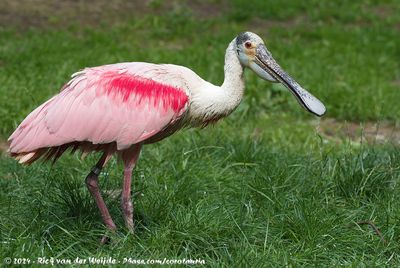 Roseate SpoonbillPlatalea ajaja