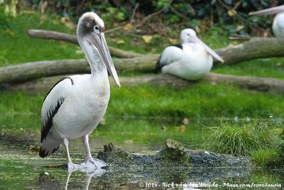 Australian PelicanPelecanus conspicillatus