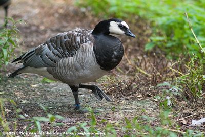 Barnacle GooseBranta leucopsis