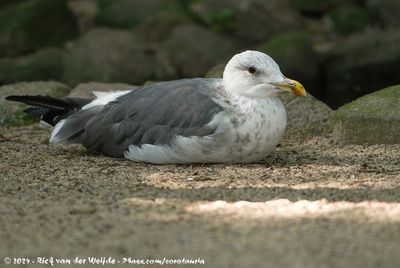 Lesser Black-Backed GullLarus fuscus ssp.