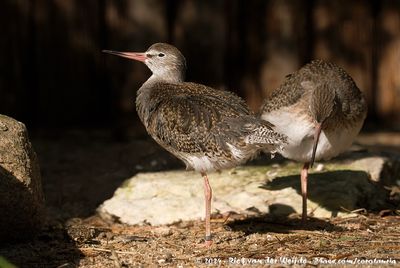 Common RedshankTringa totanus ssp.
