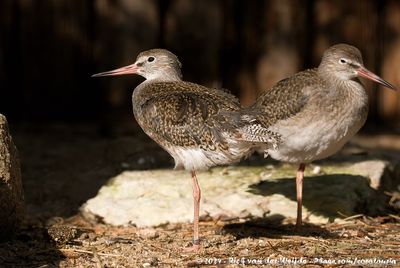 Common Redshank (Tureluur)