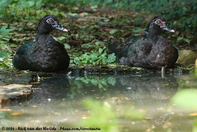Muscovy DuckCairina moschata