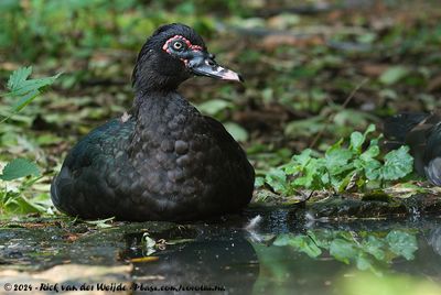 Muscovy DuckCairina moschata