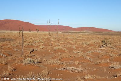 (Dry) Tsauchab Flood Plain