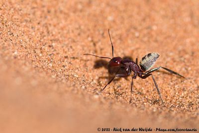 Namib Desert Dune AntCamponotus detritus