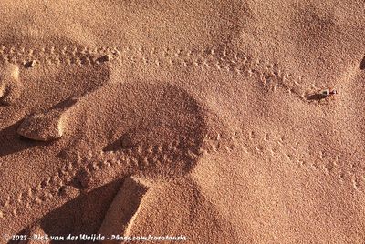 Namib Desert Dune AntCamponotus detritus