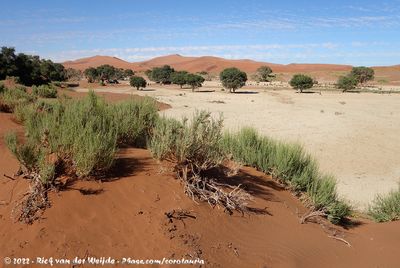 Sossusvlei Pan