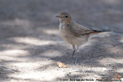 Familiar ChatOenanthe familiaris galtoni