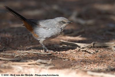 Chestnut-Vented WarblerCurruca subcoerulea cinerascens