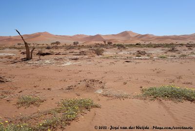 The Namib Desert