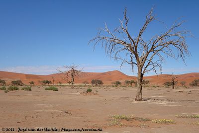 Just a Dead tree in the Desert