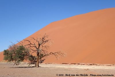 Famous Dune 45
