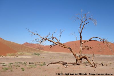 Just a Dead tree in the Desert