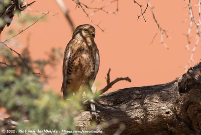 Greater Kestrel (Grote Torenvalk)