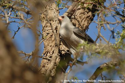 Gabar GoshawkMicronisus gabar gabar