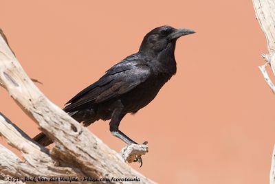 Cape Crow (Kaapse Roek)