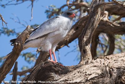 Pale Chanting GoshawkMelierax canorus argentior