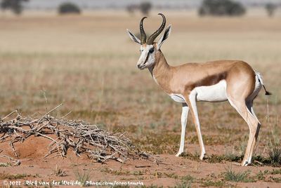 Kalahari SpringbokAntidorcas marsupialis hofmeyri