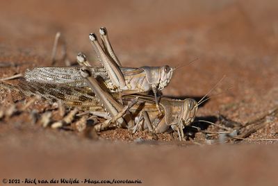 Desert LocustSchistocerca gregaria flaviventris