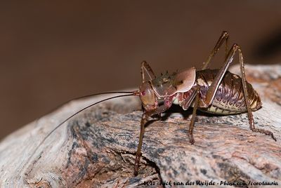 Brown Armoured Ground CricketAcanthoplus discoidalis