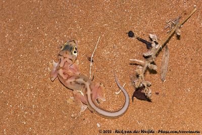 Namib Sand GeckoPachydactylus rangei