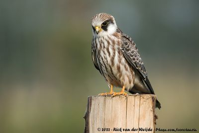 Red-Footed FalconFalco vespertinus
