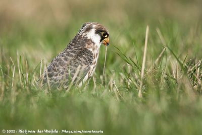 Red-Footed FalconFalco vespertinus
