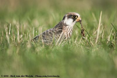 Red-Footed FalconFalco vespertinus