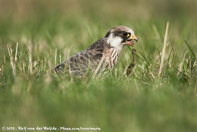 Red-Footed FalconFalco vespertinus