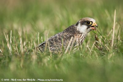 Red-Footed FalconFalco vespertinus