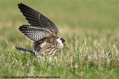 Red-Footed FalconFalco vespertinus