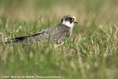 Red-Footed FalconFalco vespertinus