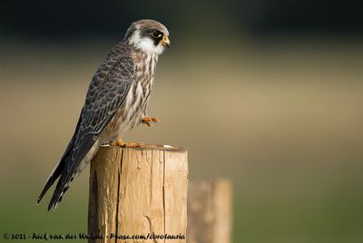 Red-Footed FalconFalco vespertinus