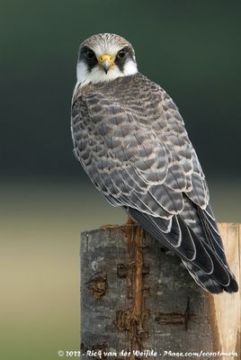 Red-Footed FalconFalco vespertinus