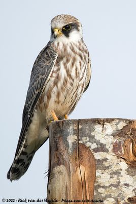 Red-Footed FalconFalco vespertinus