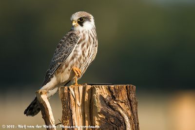 Red-Footed FalconFalco vespertinus