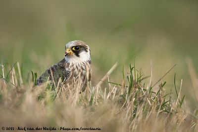 Red-Footed FalconFalco vespertinus