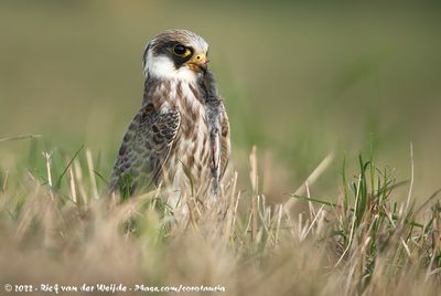 Red-Footed FalconFalco vespertinus