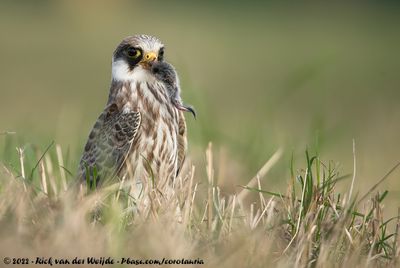 Red-Footed FalconFalco vespertinus