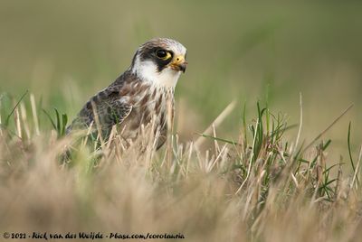 Red-Footed FalconFalco vespertinus